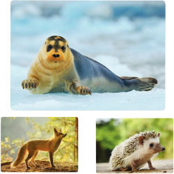 Imagier photos, les animaux