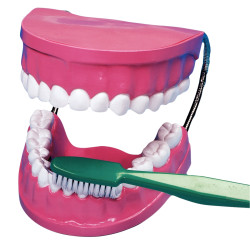 La bouche - les dents avec brosse à dents