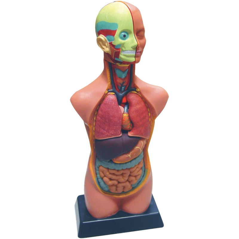 Set d'anatomie 11 pièces 50cm