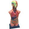 Set d'anatomie 11 pièces 50cm