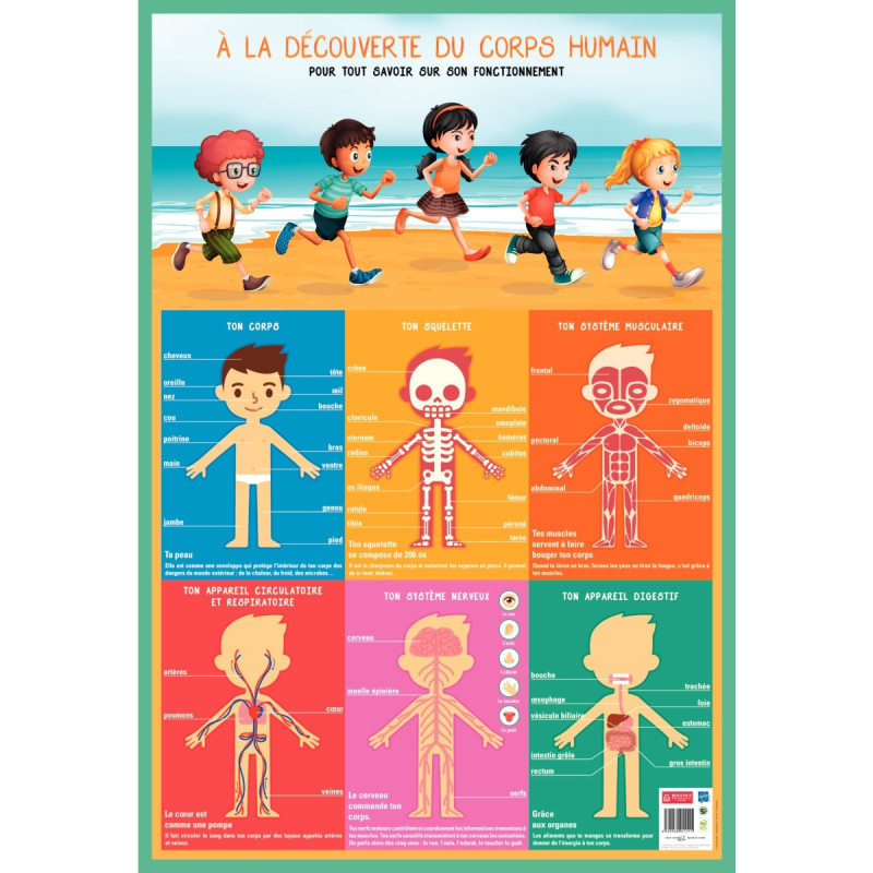 Poster en PVC 76x52 cm le corps humain
