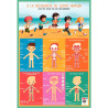 Poster en PVC 76x52 cm le corps humain