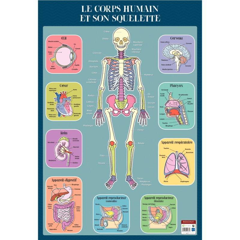 Poster en PVC 76x52cm le squelette