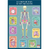 Poster en PVC 76x52cm le squelette