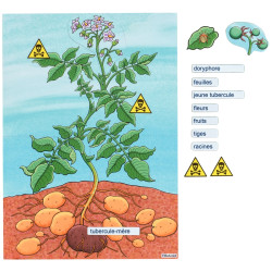 Plant de pomme de terre - magnétique