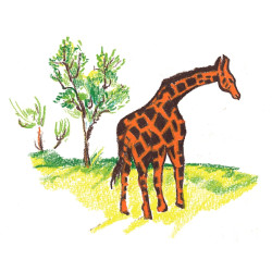 Crayon de couleur Woody or