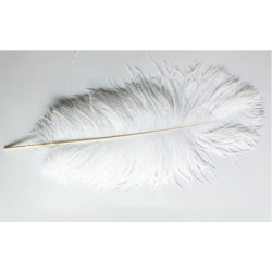 Plume d'autruche blanche