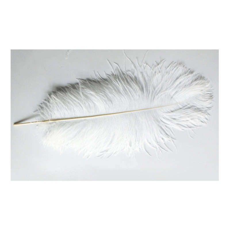 Plume d'autruche blanche