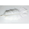 Plume d'autruche blanche