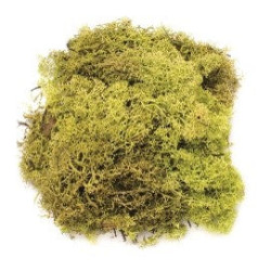Mousse d'Islande vert clair 50g