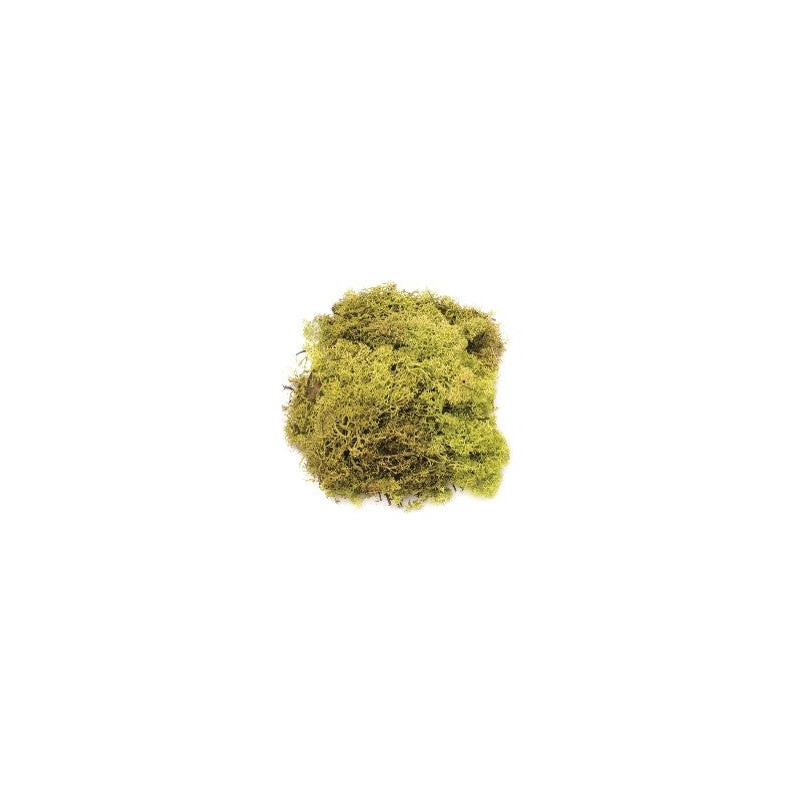 Mousse d'Islande vert clair 50g