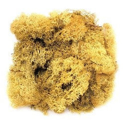 Mousse d'Islande jaune 50g