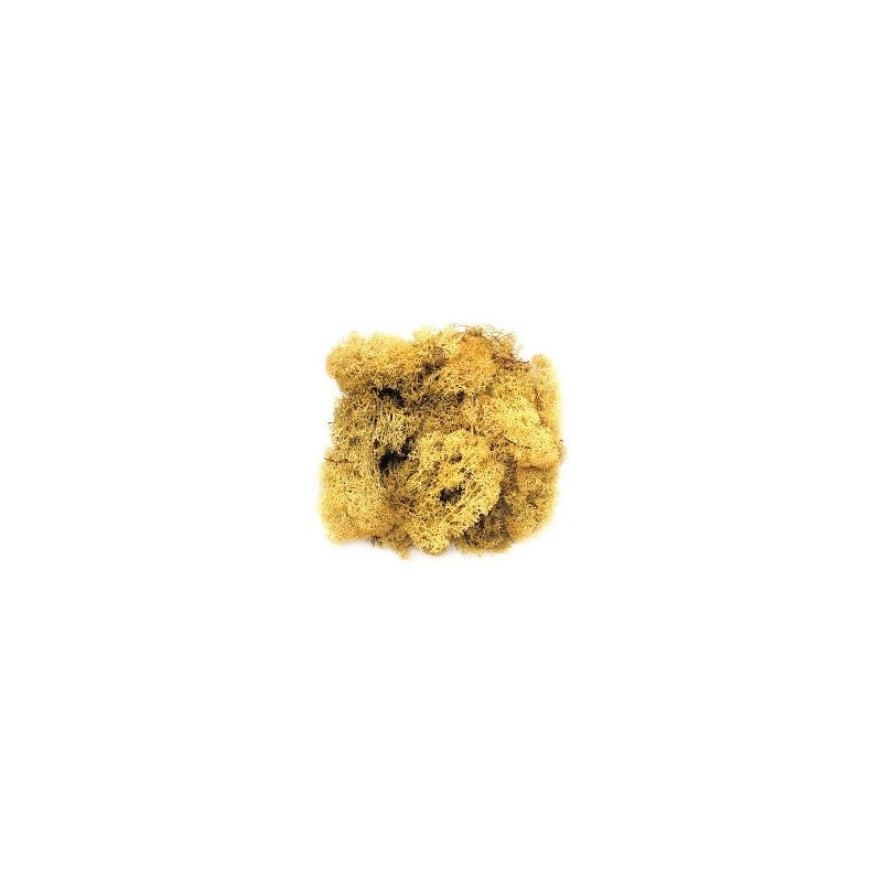 Mousse d'Islande jaune 50g