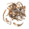 Plumes de faisan 5-12cm 10g