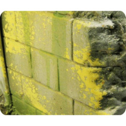 Peinture effets 40 ml : environnement moisissure et lichen