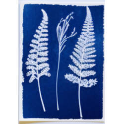 Kit Cyanotype