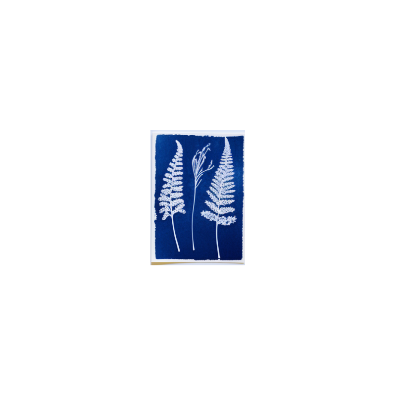 Kit Cyanotype
